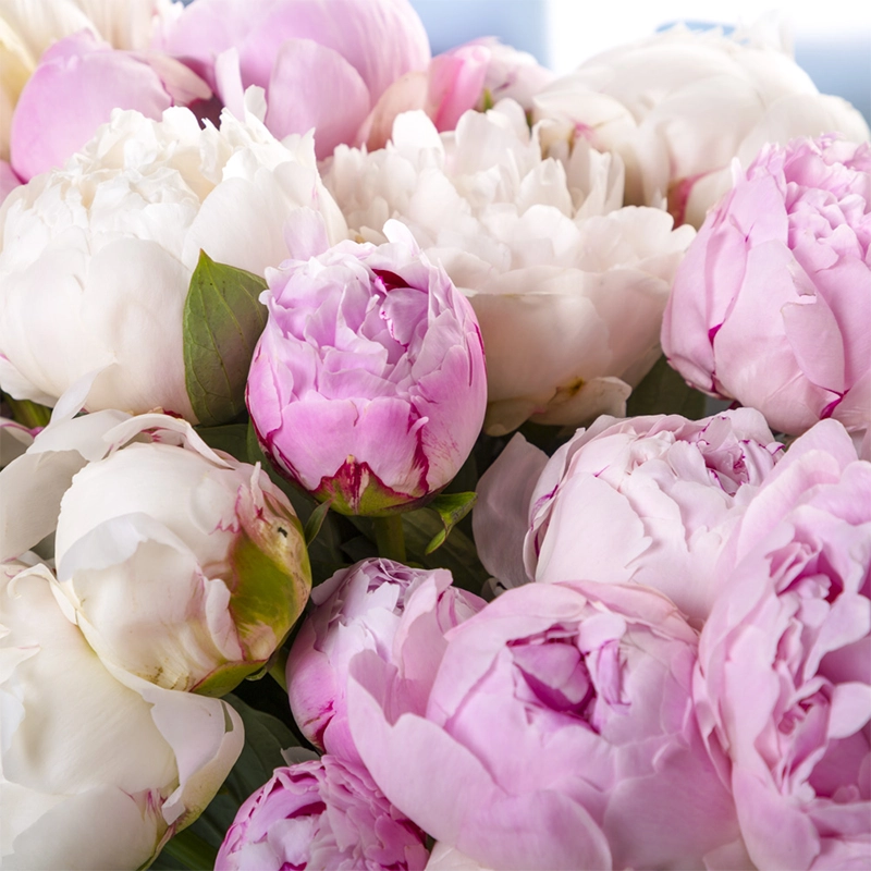 Букет из 25 пионов микс