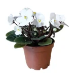 Фиалка белая гршечная